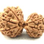 Gauri Shankar Rudraksha - 9 Mukhi