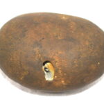 Hari Shaligram