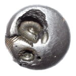 Laxmi Sudarshan Shaligram