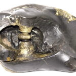 Rare Big Size Laxmi Narsimha Shaligram - 7970 gms