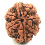 Collector 7 Mukhi Rudraksha