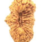 Collector 21 Mukhi Rudraksha