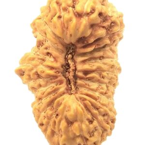 Collector 21 Mukhi Rudraksha