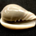 Rare Valampuri Shankh / Dakshinavarti Shankh