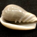 Rare Valampuri Shankh / Dakshinavarti Shankh
