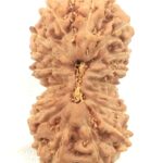 Collector 18 Mukhi Rudraksha