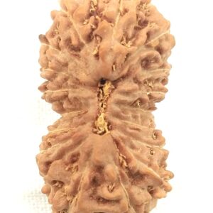 Collector 18 Mukhi Rudraksha