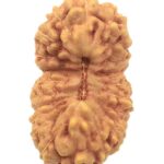 Collector 21 Mukhi Rudraksha - Java