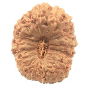 Collector 21 Mukhi Rudraksha - Java