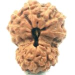 16 Mukhi Rudraksha - Java - Collector Size - 20 mm
