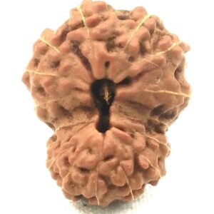 Collector 16 Mukhi Rudraksha