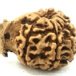 8 Mukhi Ganesha Rudraksha