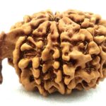 Collector 10 Mukhi Ganesha Rudraksha - Nepal