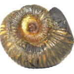 Laxmi Sudarshan Shaligram