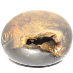 Hari Shaligram