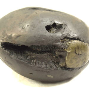 Laxmi Narsimha Shaligram