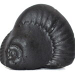 Sarvottam Laxmi Sudarshan Kamdhenu Kalpavriksha Shaligram