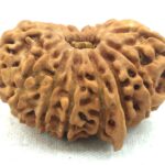Rare 15 Mukhi Ganesh Rudraksha - Nepal