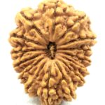 Collector 15 Mukhi Rudraksha