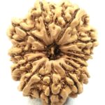 13 Mukhi Rudraksha - Nepal
