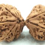 Super Collector Gauri Shankar Rudraksha - 12 Mukhi