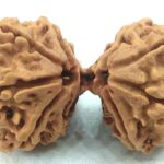 Super Collector Gauri Shankar Rudraksha - 11 Mukhi