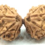 Super Collector Gauri Shankar Rudraksha - 12 Mukhi