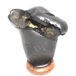 Tarkshya Shaligram / Garuda Murti Shaligram