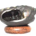 SankarShana Shaligram