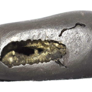 DashakanthakulAntaka Rama Shaligram