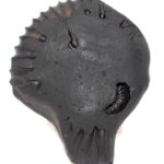 Sarvottam Laxmi Narayan KalpaVriksha Raja Rajeshwari Shaligram