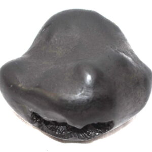 Kurma Shaligram