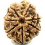 Collector 7 Mukhi Rudraksha Nepal