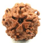 Nirankar Rudraksha