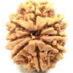 8 Mukhi Ganesha Rudraksha