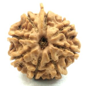8 Mukhi Ganesha Rudraksha