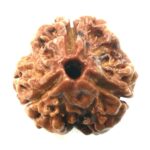 Collector 3 Mukhi Rudraksha