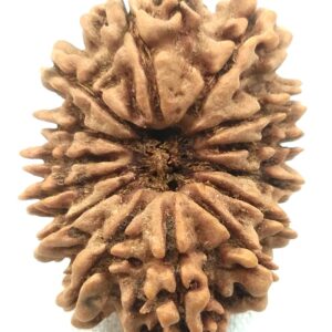 Collector 14 Mukhi Rudraksha - Nepal