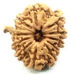 Collector 12 Mukhi Ganesha Rudraksha - Nepal