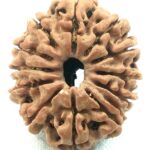 Collector 12 Mukhi Ganesha Rudraksha - Nepal