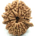 Collector 12 Mukhi Ganesha Rudraksha - Nepal