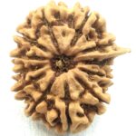 Collector 12 Mukhi Ganesha Rudraksha - Nepal