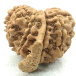 Collector 12 Mukhi Ganesha Rudraksha - Nepal