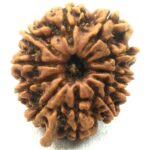 11 Mukhi Ganesha Rudraksha