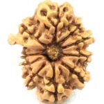11 Mukhi Ganesha Rudraksha