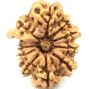 11 Mukhi Ganesha Rudraksha