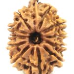 Collector 11 Mukhi Ganesha Rudraksha