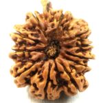 Collector 11 Mukhi Ganesha Rudraksha