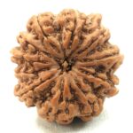 Collector 11 Mukhi Ganesha Rudraksha - 25.24 mm