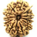 Collector 11 Mukhi Ganesha Rudraksha